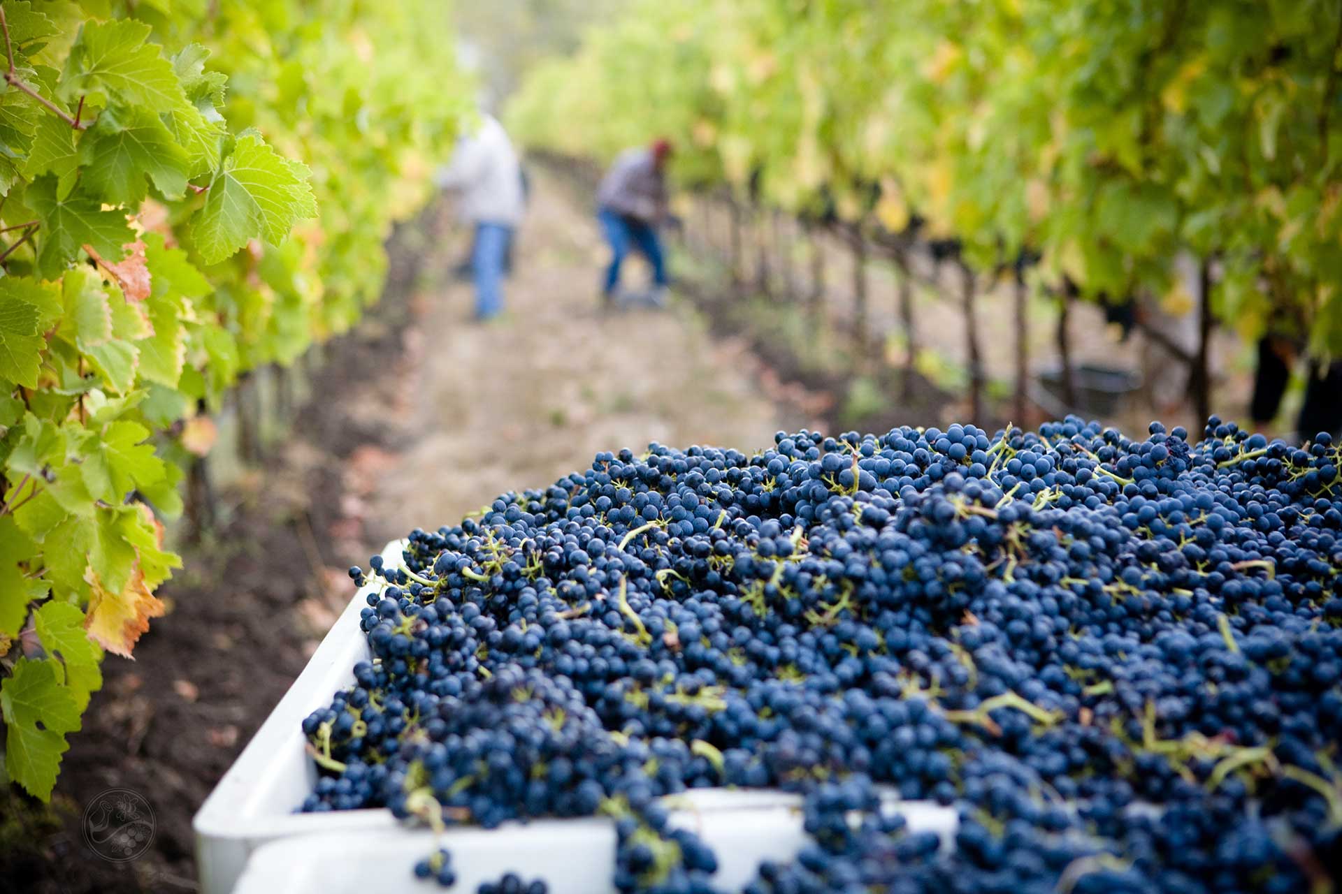 winery-grapes-workers